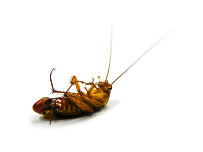 deadcockroach