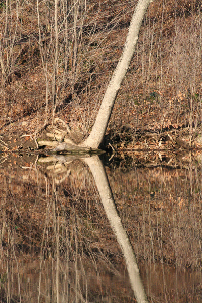 Lonetreebymichiganlake