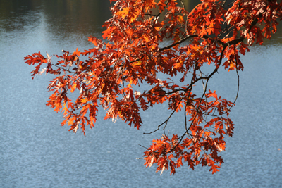lakesapphire