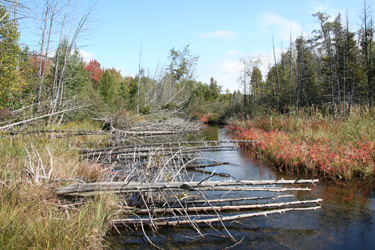 littlemuskegonriver