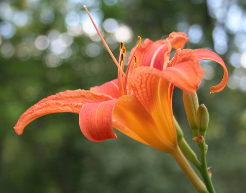 michigandaylily
