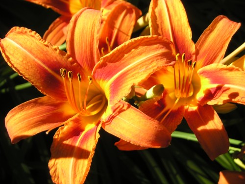 michigandaylily2