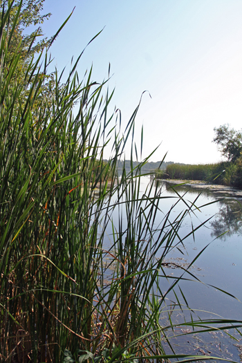 prattlake2