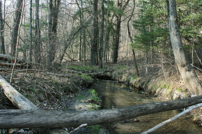 a1forestcreek