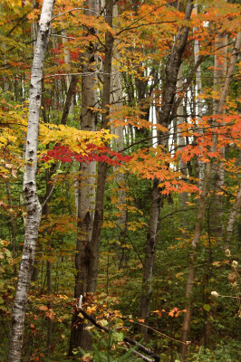 a33skegemog-autumn