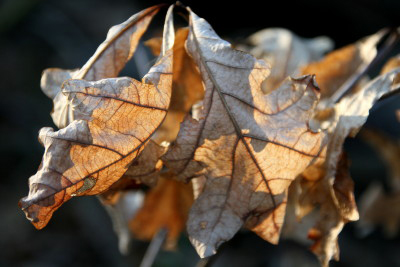 a6oakleaves1