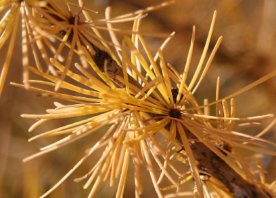 a77tamarack-closeup