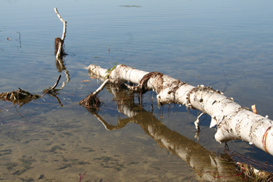 cliffordlakemontcalmcounty