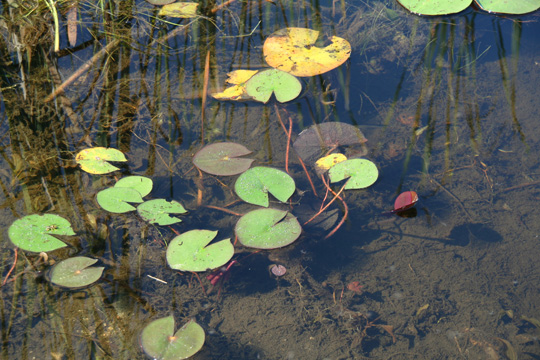 lodalakemichigan5