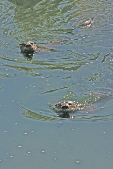 mlOtterTrio