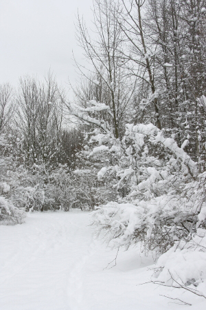 mlSeidman_Trail