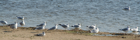 sessionslake